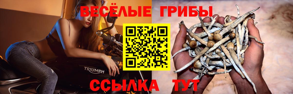 Псилоцибиновые грибы Cubensis Тутаев